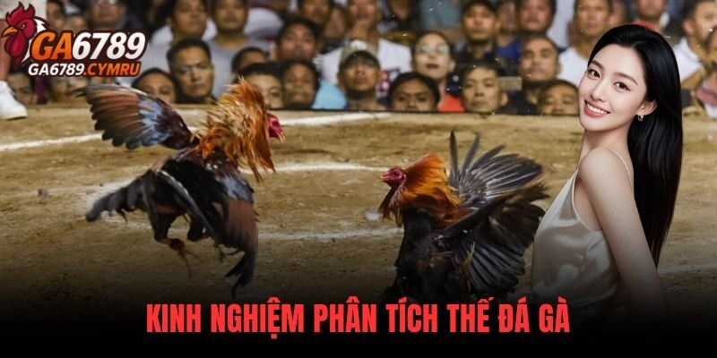 Kinh nghiệm Phân Tích Thế Đá Gà từ giới kê thủ lâu năm